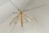 Tipula vernalis